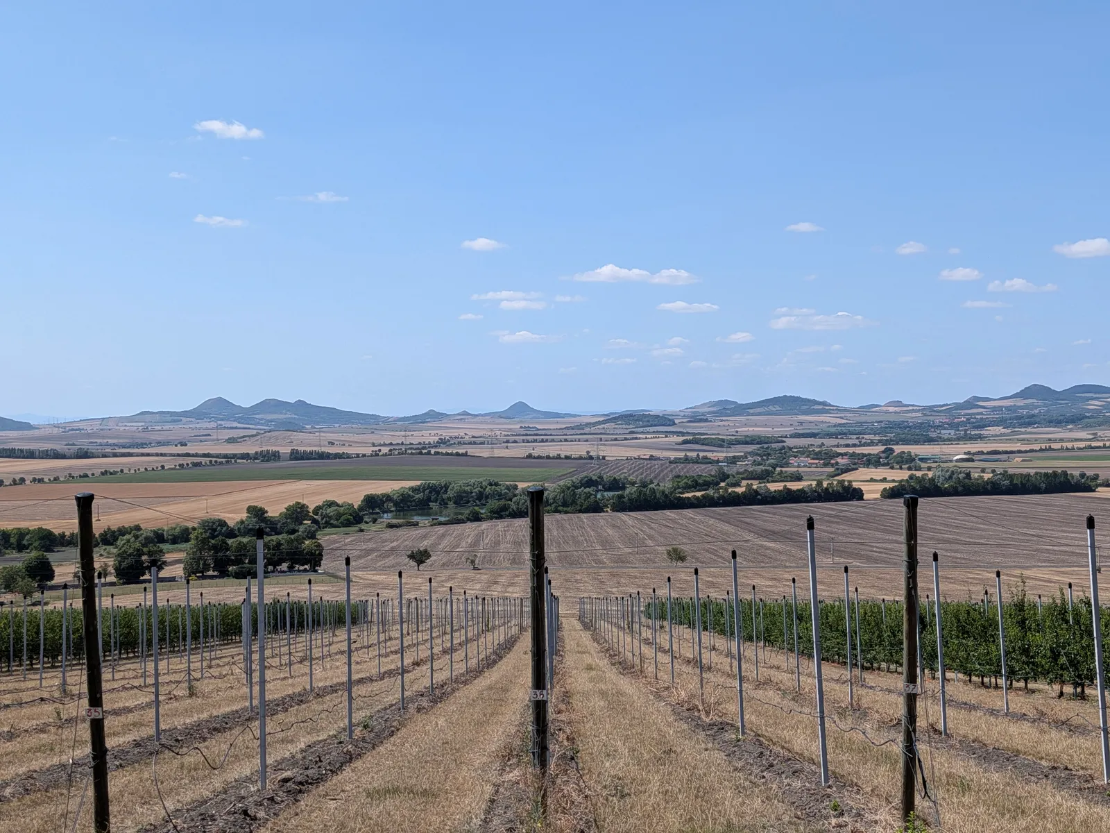 A hop garden below Hazmburk, the hills in the north